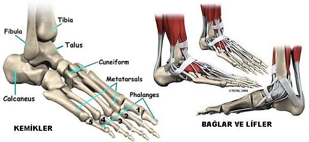 Ayak ve ayak bileği kemik yaralanmaları