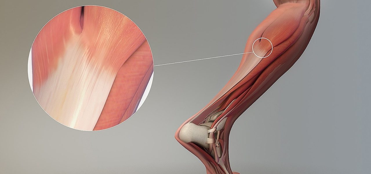 Tendon yaralanmaları